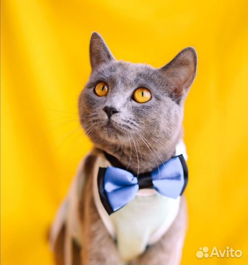 Метис британки кошка Лия