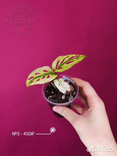 Монстера Адансони Архипелаго Вариегатная