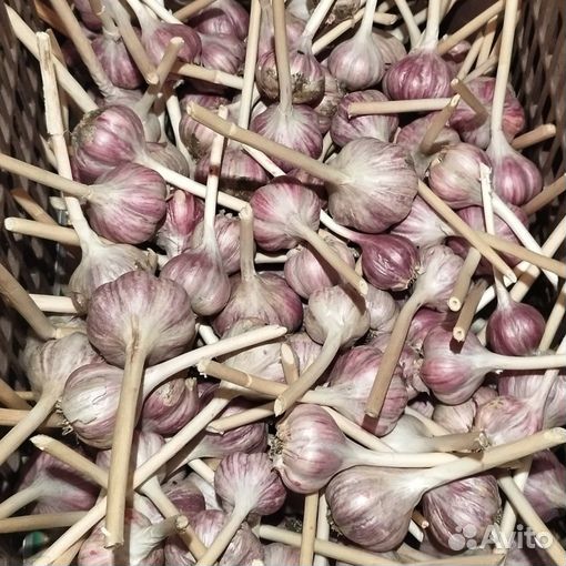 Озимый чеснок