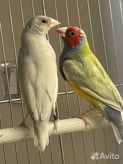 Амадины Гульда