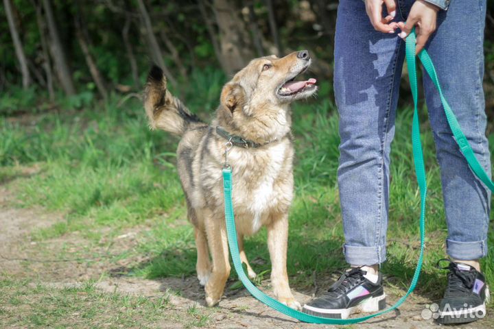 Небольшая собака Зея