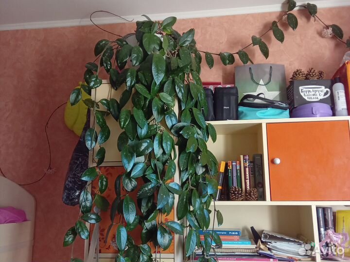 Хойя. Восковой плющ