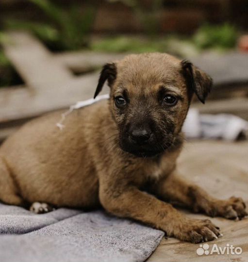 Щенок девочка в дар