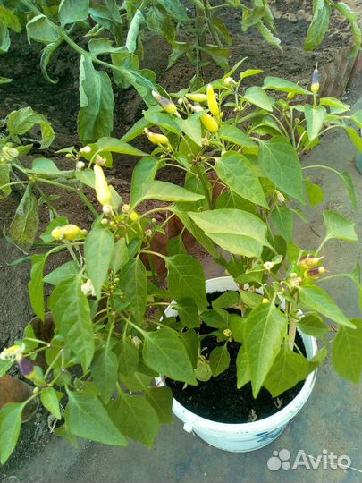 Комнатный перчик Огонёк