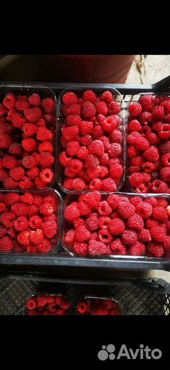 Продам саженцы таганки