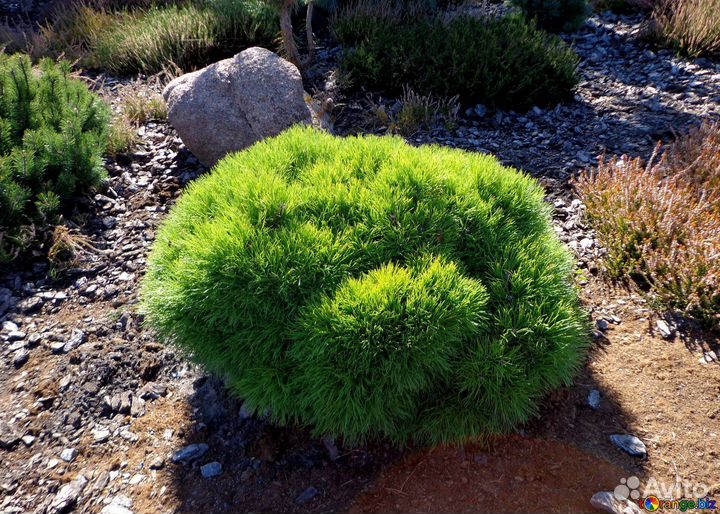 Сосна Варелла