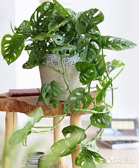 Монстера Monkey Mask,Эпипремнум Энджой
