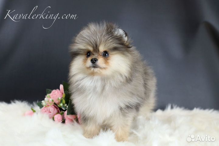 Vip Померанский Шпиц эксклюзивного окраса