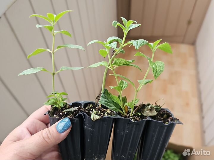 Черенки Гортензия Стравберри Блоссом