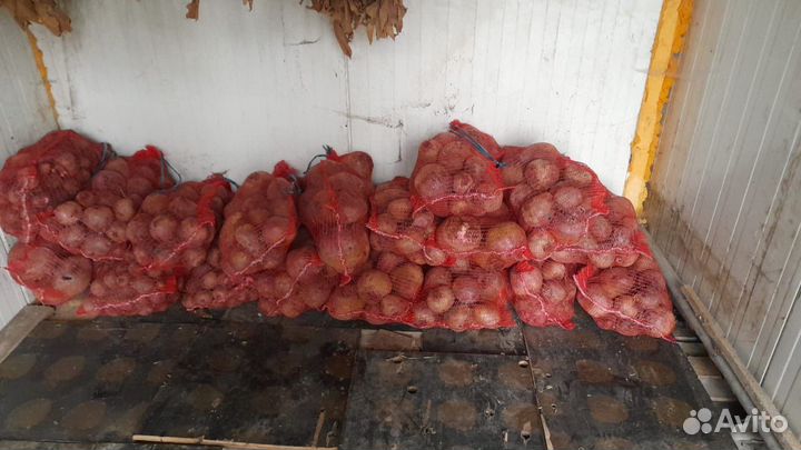 Тыква и кабачки