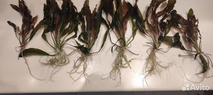 Продам эхинодорусы