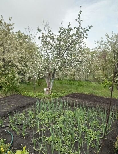 Участок 6 сот. (СНТ, ДНП)