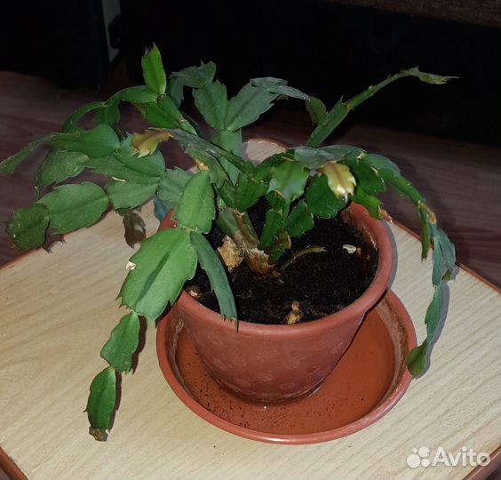 Комнатные растения цветы