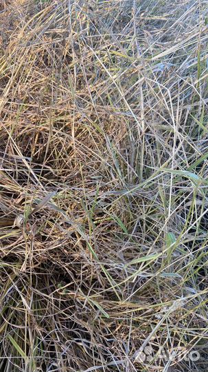 Сено с поля