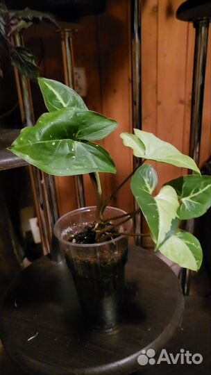 Сингониум панда вайт