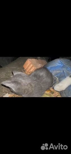 Кошка котята в дар