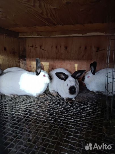 Племенные крольчихи