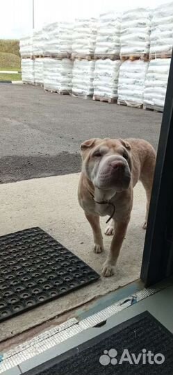 Собака в добрые руки