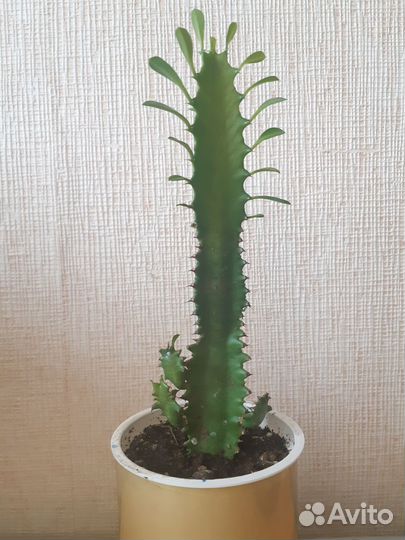 Молочай трехгранный