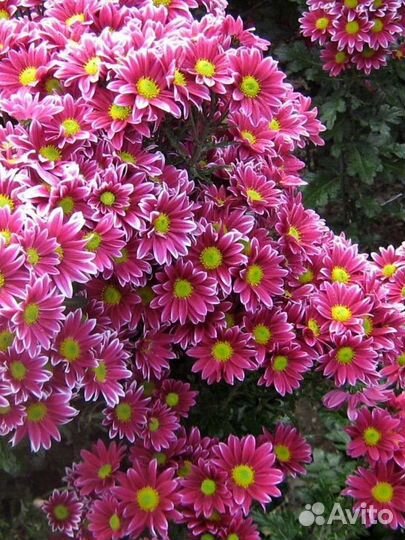 Хризантемы