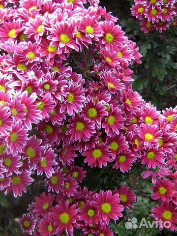 Хризантемы