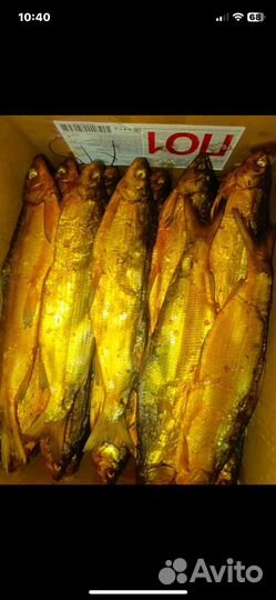 Сиг горячего копчения