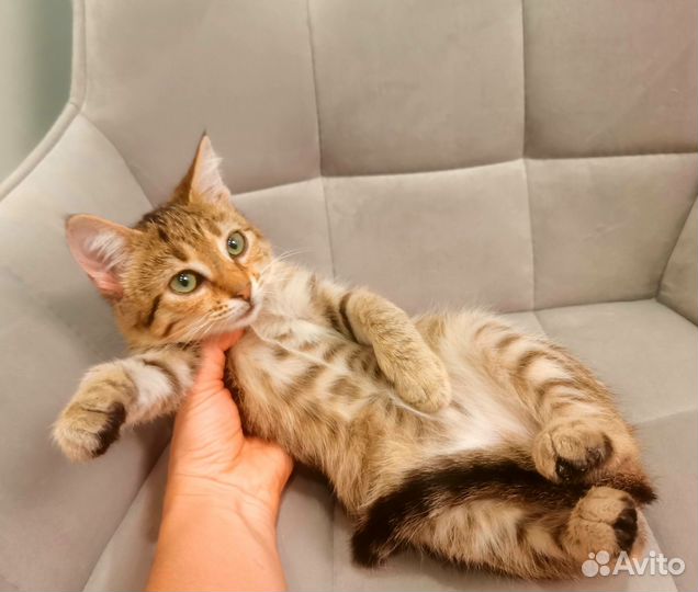 Котёнок рысенок девочка с зелеными глазами