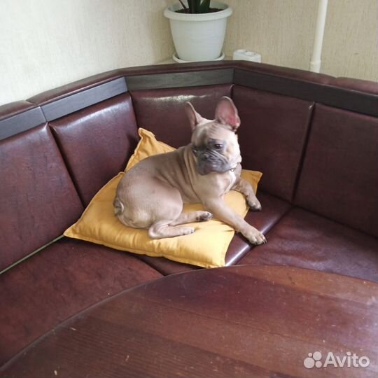 Вязка француза. скор