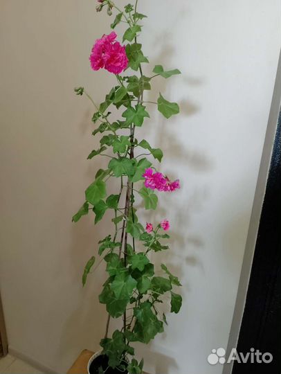 Комнатные цветы