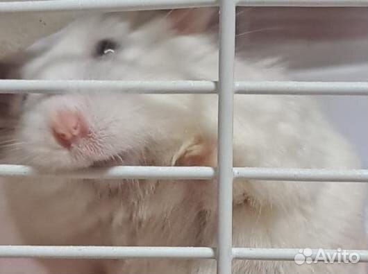 Хомяк с клеткой бесплатно