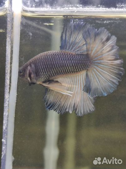 Рыбка петушок