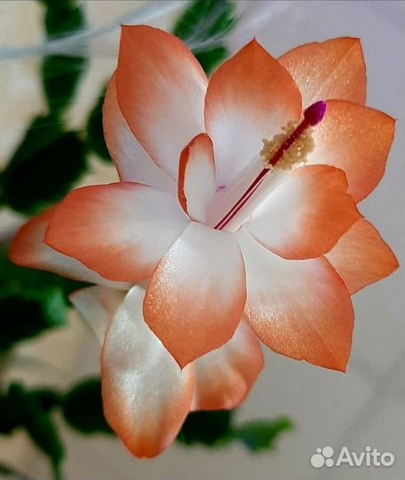 Декабрист шлюмбергера