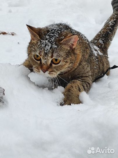 Кошка 5 лет