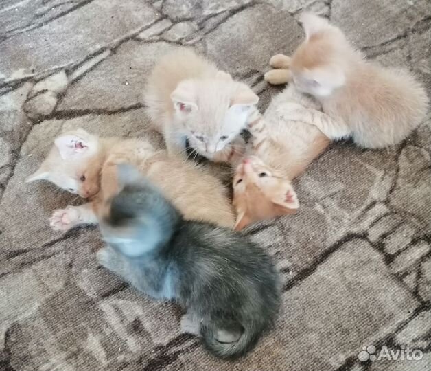 Кошка в дар бесплатно