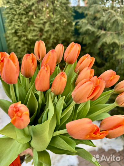 Тюльпаны на 8 марта розница опт