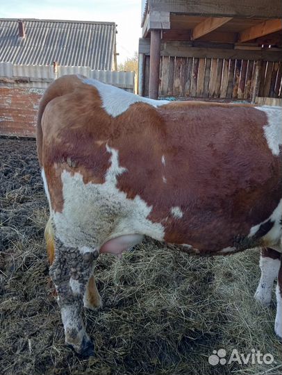 Коровы симменталки