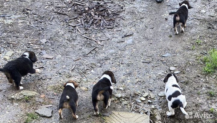 Отдам в добрые руки