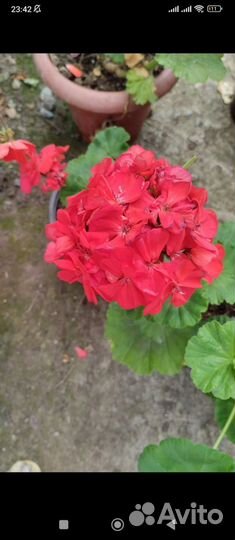 Буддлея Вейера Санголд (Sungold) пеларгонии