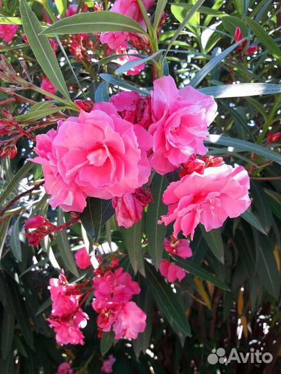Олеандр махровый,эониум