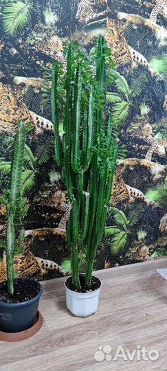 Молочай, китайская роза(гибискус) и другие