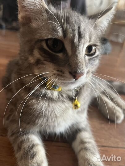 Котенок 4 месяца
