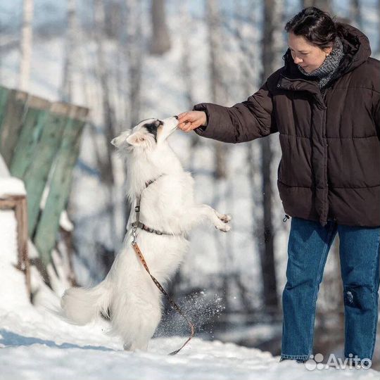 Собака в добрые руки