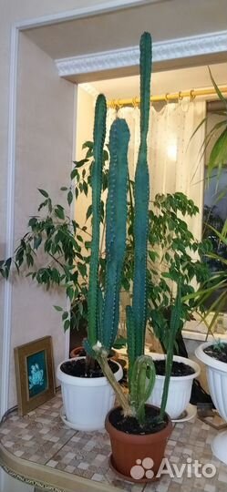 Большой кактус
