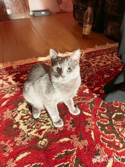 Котята русской голубой