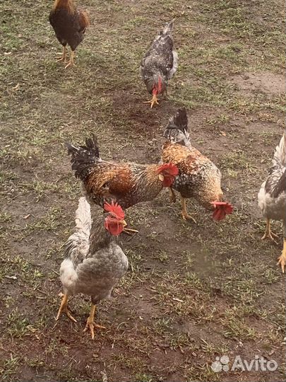 Петухи
