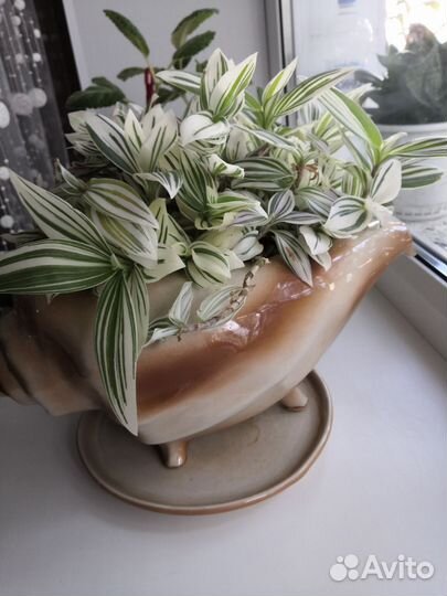 Традесканция с горшком