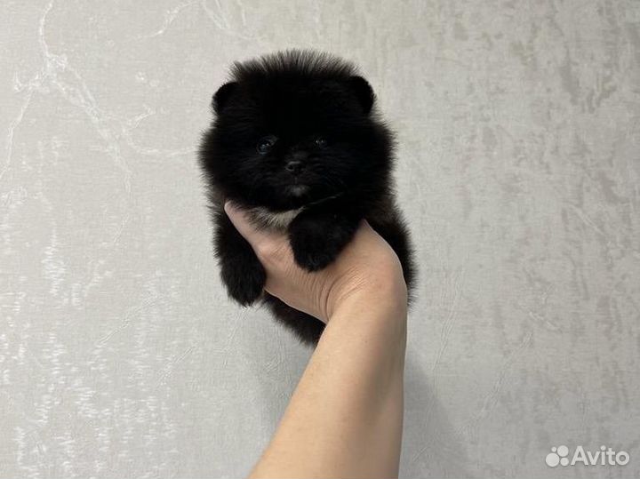 Померанский шпиц мини