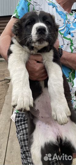 Щенки сао алабай