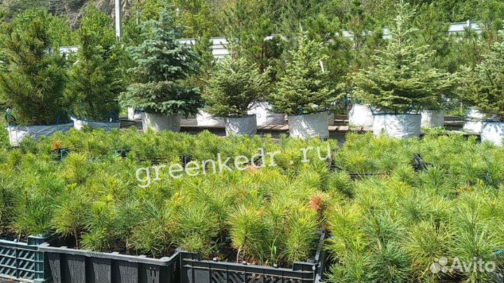 Саженцы Сибирского Кедра 15-20 см