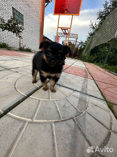 Той-терьер щенки